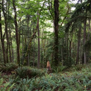 The scenery along the Grand Ridge trail in Issaquah. Are you tired of pictures of trees yet?