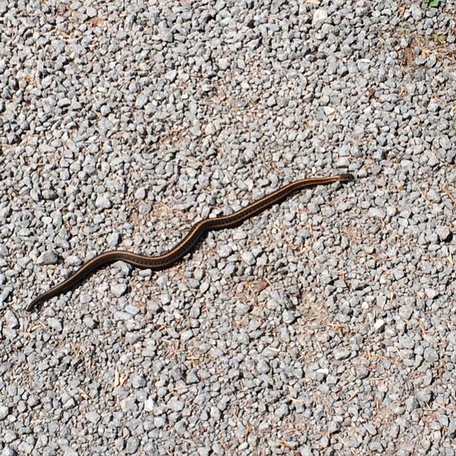 Snake on the trail 
